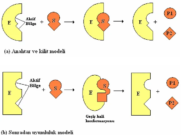 Şekil 1.1.25. Enzim substrat ilişkisinin açıklanmasında kullanılan modeller 