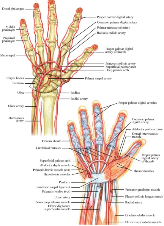 Şekil 3. Elin arteryel dolaşımı; yüzeyel ve derin palmar arkın farklı görünümleri (20)