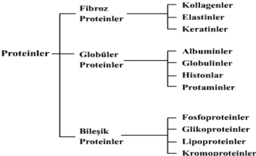 Şekil 3.4: Proteinler 