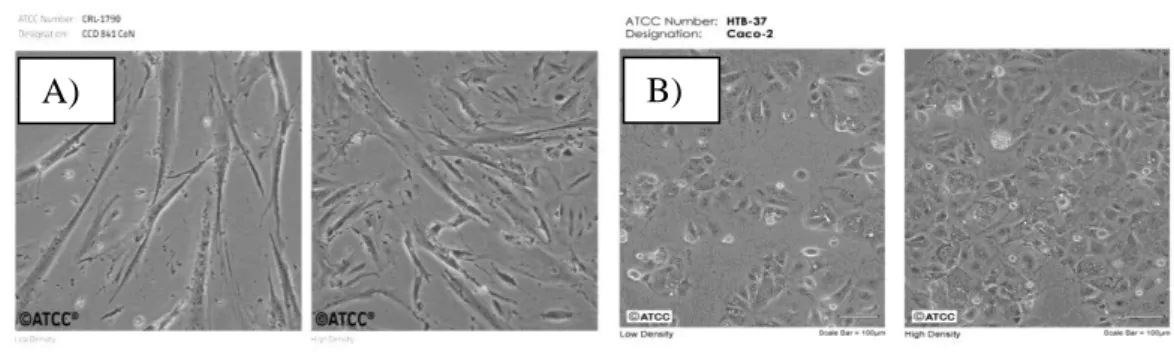 Şekil 3.2. Hücre hatlarının mikroskop altında morfolojik görüntüleri A) CoN hücre hattı B) Caco-2 hücre  hattı (http://www.lgcstandards-atcc.org) 