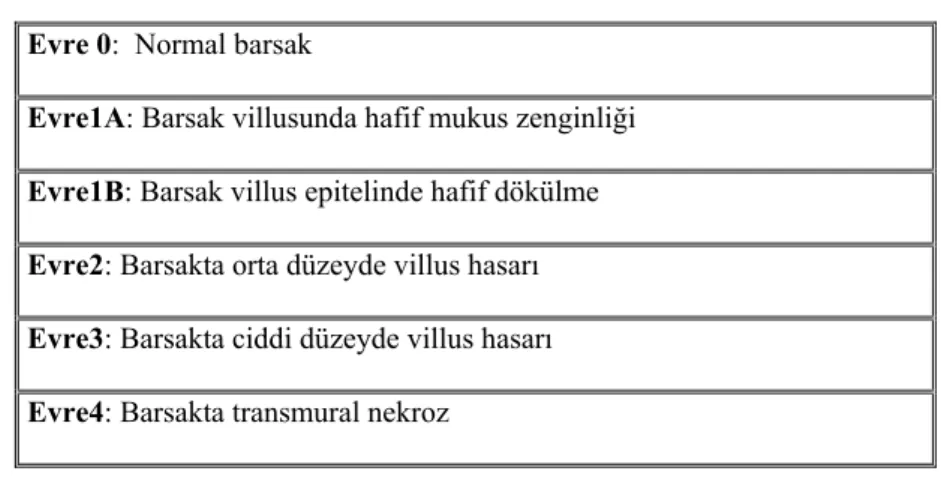 Tablo 1: Histopatolojik evrelemede kullanılan sınıflandırma Evre 0:  Normal barsak 