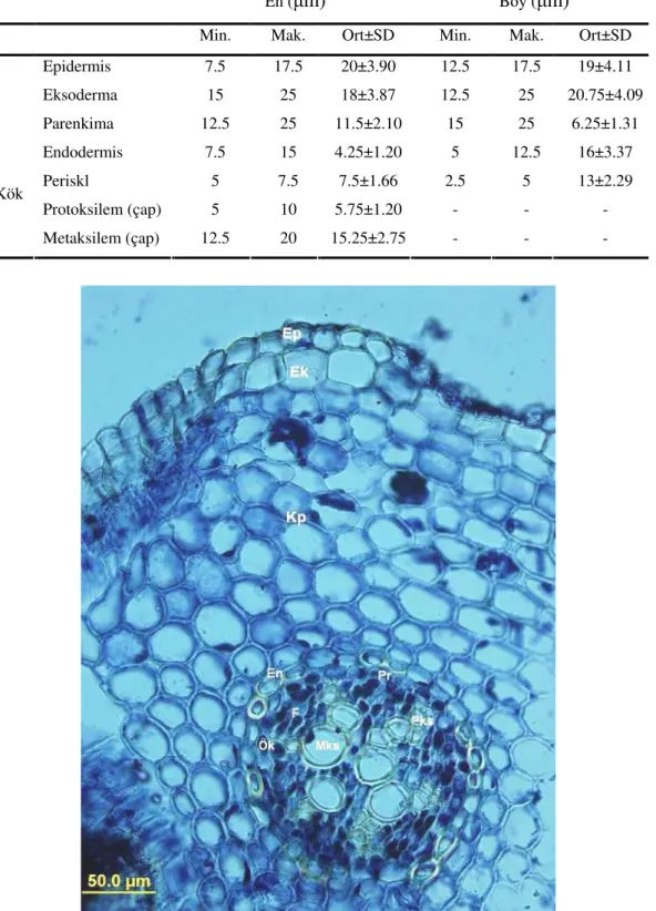 Çizelge  5.4.  H.  campanulata  kök  anatomik  karakterlerinin  sayısal  de erleri  (n=10,  SD:Standart Sapma) 