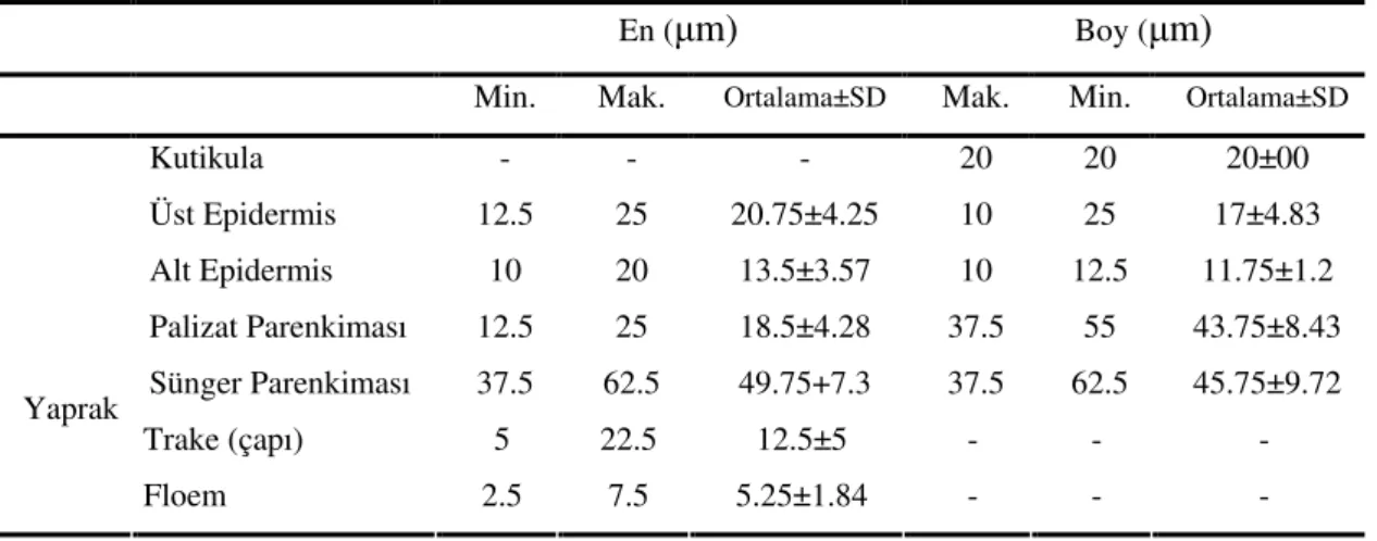 Çizelge  5.7.  H.  campanulata  yaprak  anatomik  karakterlerinin  sayısal  de erleri  (n=10, SD:Standart Sapma) 