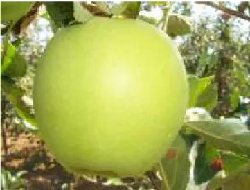 Şekil 3.4. Golden delicious elma çeşidinin görünüşü 