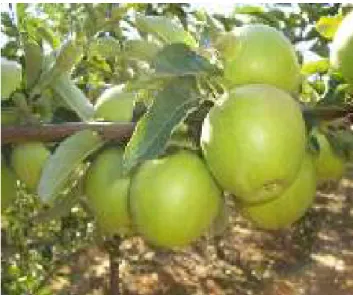 Şekil 3.5. Granny smith elma çeşidinin görünüşü 