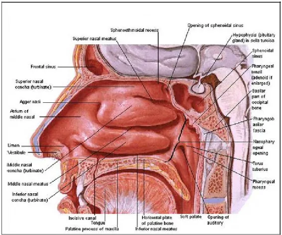 Şekil 3. Nazal Lateral Duvar (Atlas of Human Anatomy. Netter F.H. Author. Elsevier  Medical Publishers