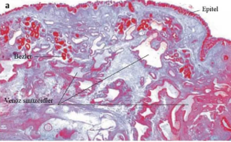 Şekil 4: Nazal mukozada lamina propria yapısını gösteren histolojik kesit (Basic  Otorhinolaryngology