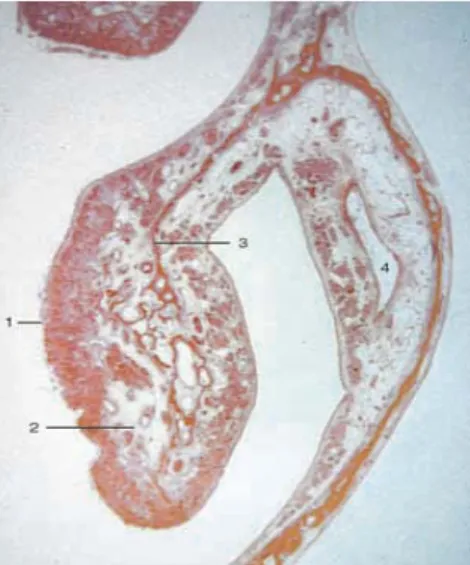 Şekil 5: Alt konkanın histolojik kesiti (Functional Recostructive Nasal Surgery. Huizing  E.H