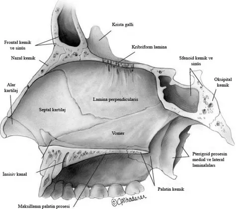 Şekil 1. Nazal Septal Anatomik Yapılar (Sinus Surgery Endoscopic and Microscopic  Approaches.Levine H.L