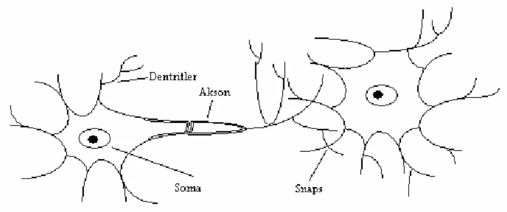 Şekil 4.1. Biyolojik sinir hücresinin şematik yapısı 