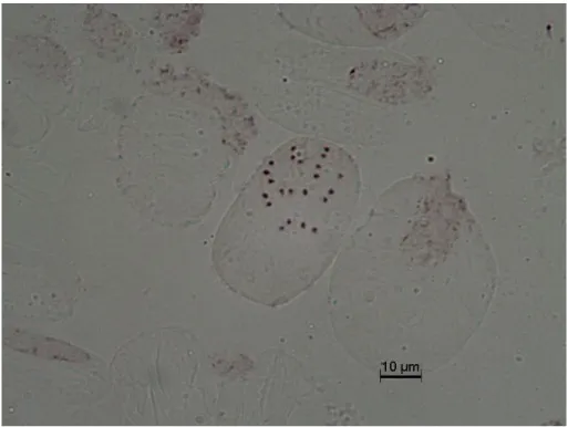 Şekil 4.1. Aethionema arabicum’ un idiogramı 