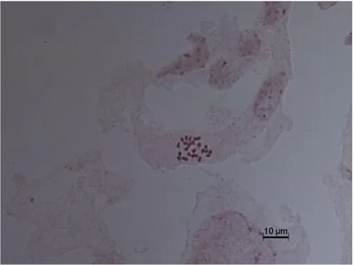 Şekil 4.4. Aethionema schistosum’ un idiogramı 