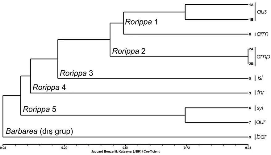 Şekil 4.1. 7 Rorippa taksonu ile dış grup olan 1 Barbarea taksonuna ait olan 10 örnekten UPGMA yöntemi vasıtasıyla SDS-PAGE ile elde edilen  dendogram (aus: R