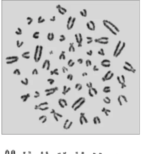 Şekil 4.3. Aksaray Sarıyahşi 2n=60 kromozomlu erkek bir örneğin metafaz plağı ve  iki kollu kromozomların karyotipi