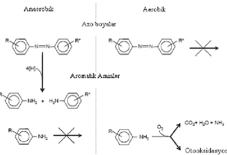 Şekil 2.5.1: Ardışık anaerobik-aerobik sistemde azo boyaların ve aromatik aminlerin  gideriminin genel görünüşü (Van der Zee ve Villaverde, 2005) 