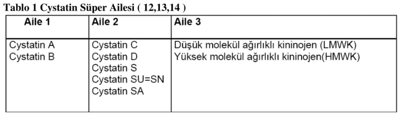 Tablo 1 Cystatin Süper Ailesi ( 12,13,14 ) 