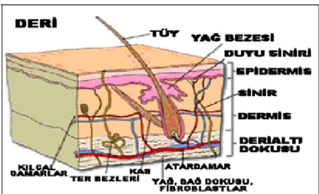 Şekil 3.2 Derinin anatomik yapısı 
