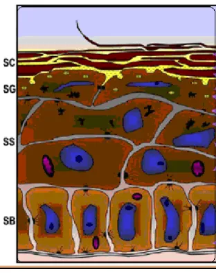 Şekil 3.3 Temel katmanlarıyla gösterilen epidermis diyagramı 