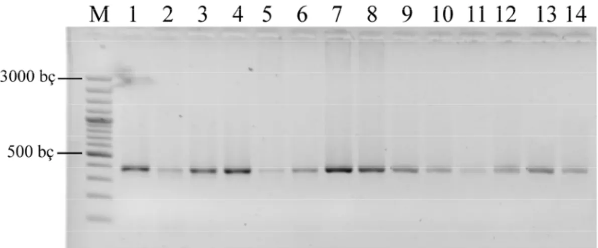 Şekil 4.1. Çalışılan 14 örneğin sitokrom b genini içine alan mtDNA’nın 386 bç  büyüklüğündeki PZR ürününün agaroz jel görüntüsü 