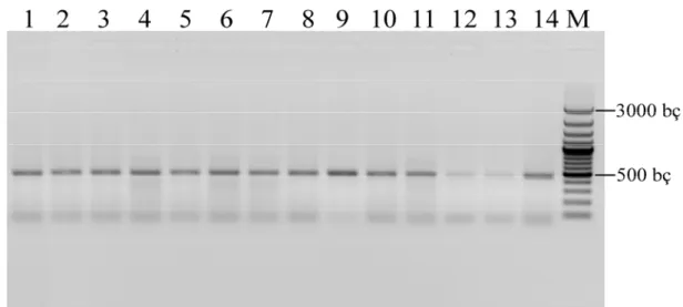 Şekil 4.2. Çalışılan 14 örneğin sitokrom b genini içine alan mtDNA’nın 473 bç  büyüklüğündeki PZR ürününün agaroz jel görüntüsü 
