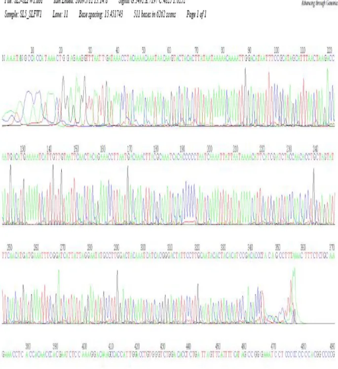 Şekil 4.5. Nannospalax nehringi 5 üsttürünün sitokrom b genini içine alan 386 bç’lik  mtDNA’nın analiz sonucu 