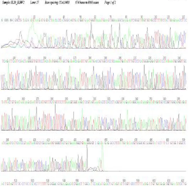 Şekil 4.6. Nannospalax nehringi 5 üsttürünün sitokrom b genini içine alan 473 bç’lik  mtDNA’nın analiz sonucu 