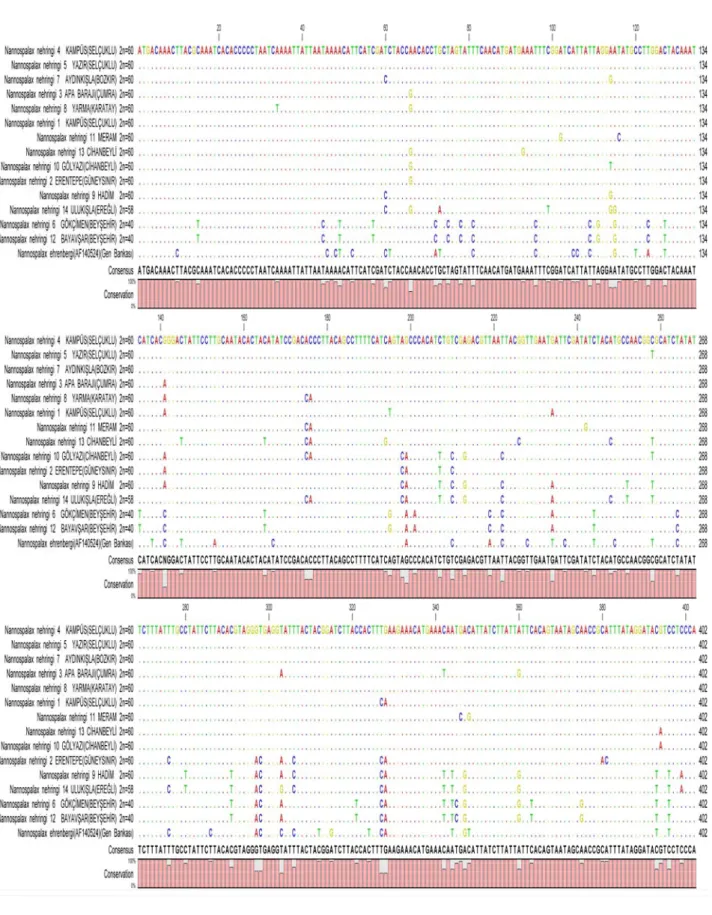 Şekil 4.7. Çalışılan Nannospalax nehringi üsttürlerinin sitokrom b dizileri 