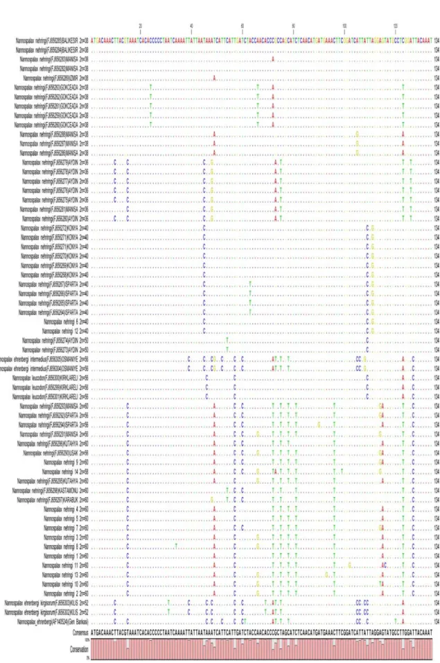 Şekil 4.8. NCBI Gen bankasındaki diziler (Sözen ve ark. 2009) ile çalışılan  örneklerin sitokrom b dizilerinin hizalanması 