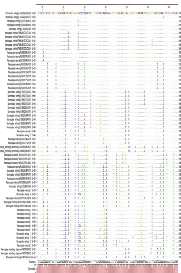 Şekil 4.8 (devamı). NCBI Gen bankasındaki diziler (Sözen ve ark. 2009) ile çalışılan  örneklerin sitokrom b dizilerinin hizalanması 