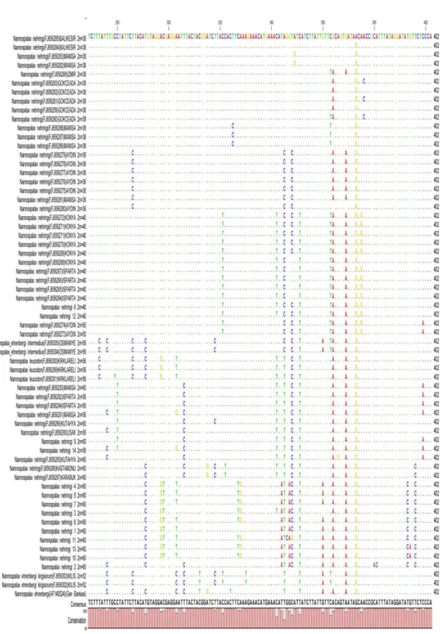 Şekil 4.8 (son). NCBI Gen bankasındaki diziler (Sözen ve ark. 2009) ile çalışılan  örneklerin sitokrom b dizilerinin hizalanması 