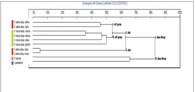 Şekil 4.8, UBC 809 primerine göre elde edilen dendrogram 