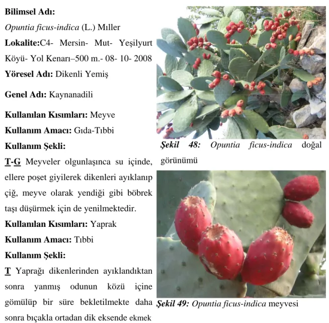 Şekil 48: Opuntia ficus-indica  doğal  görünümü 