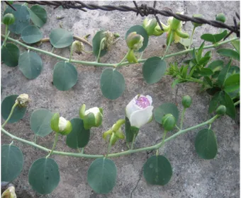 Şekil 51: Capparis ovata’ nın doğal  görünümü 