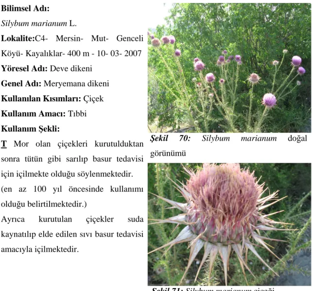 Şekil 70: Silybum marianum doğal  görünümü 