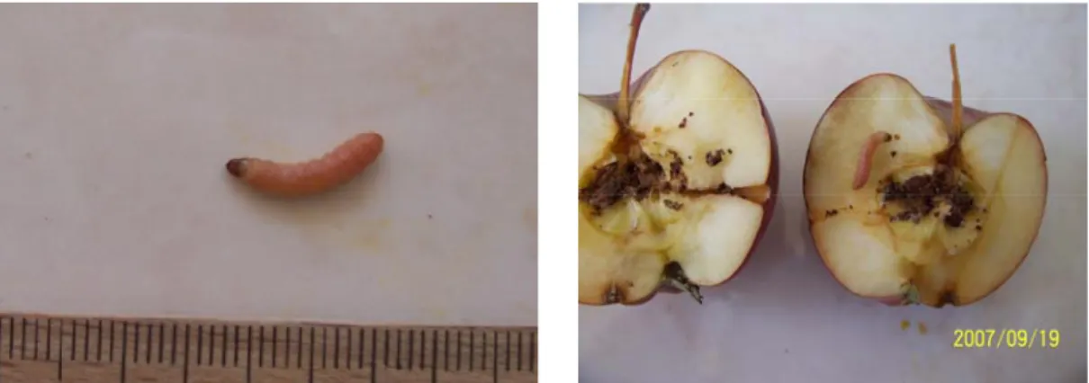 Şekil 3.9. Elma içkurdu larvası (solda) ve zararı (sağda)  