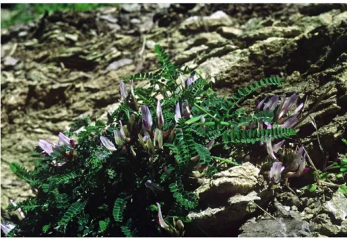 Şekil 3.1. Astragalus schizopterus Boiss. 