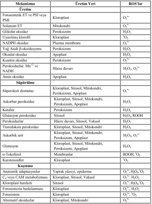 Çizelge 2.1. Bitkilerdeki ROS’ların üretim, süpürülme ve kaçınma mekanizmaları (Mittler, 2002) 