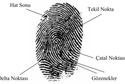 Şekil 2.6 Sağ kement tipli bir parmakizi görüntüsü ve ayrıntı noktaları 