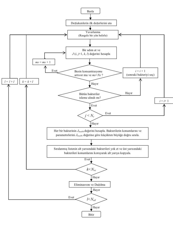 Şekil 3. 4 BBAOA’nın akış diyagramı (Başbuğ 2008) l = l +1  Besin konsantrasyonu artıyor mu ve ms&lt;Ns ? Evet ms = ms + 1      Bütün bakteriler            işleme alındı mı?  i = i + 1  (sonraki bakteriyi seç) 