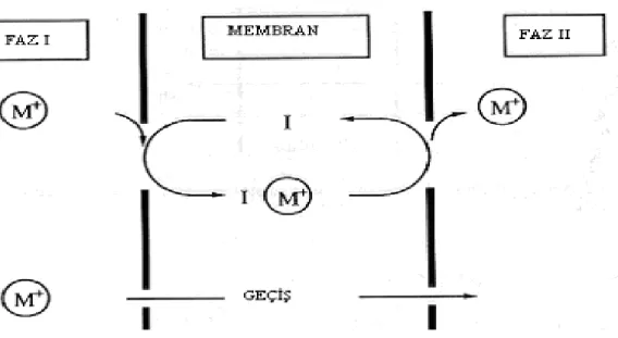 Şekil 1.3.1.1.1  Donör fazdaki katyonun membran fazına oradan da akseptör faza  taşınması.