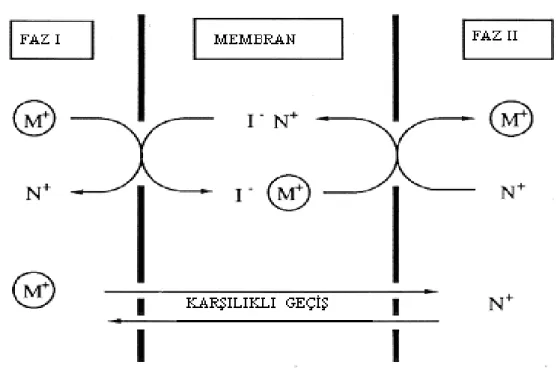 Şekil 1.3.1.1.3  Donör ve akseptör fazdaki farklı katyonların membrana transportu ve karşılıklı geçişi.