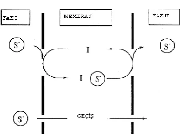Şekil 1.3.1.2.1  Donör fazdaki bir anyonun membran fazına oradan da akseptör faza  taşınması.