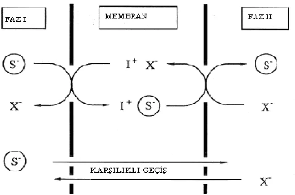 Şekil 1.3.1.2.2  Donör ve akseptör fazdaki farklı katyonların membrana transportu ve karşılıklı geçiş profilleri.