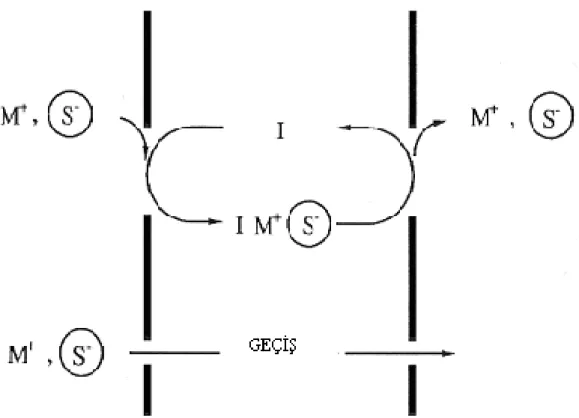 Şekil 1.3.1.3.1  Donör fazdaki katyon ve katyonla ilişkili anyonun beraber membran fazına difüzyonu ve akseptör faza ortak transportu