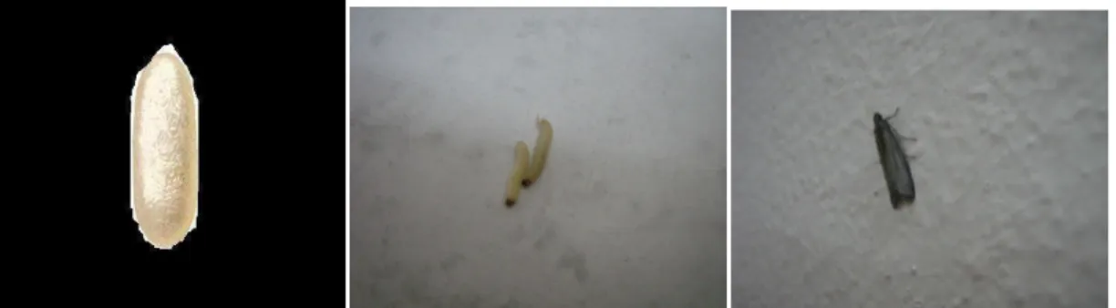 Şekil 3.5. Ephestia kuehniella (Zeller) yumurta, larva ve ergin  (orijinal) 