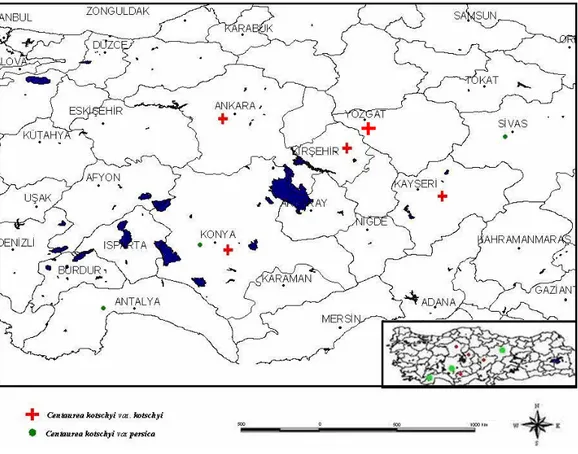 Şekil . 1 Centaurea  kotschyi taksonlarının Türkiye yayılışı (Uysal 2006). 
