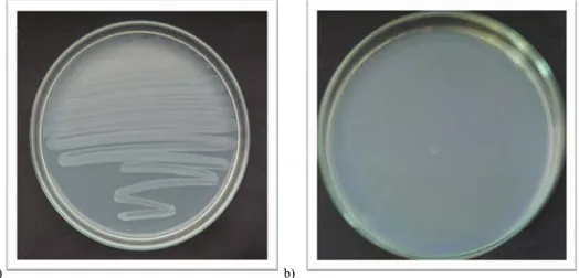 Şekil 3.2.6.4. S. typhimurium TA 100 ve E.coli ATTC suşlarında R faktörü varlığının kontrolü