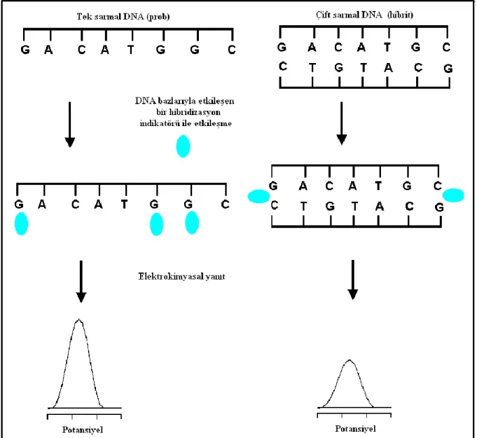 Şekil 1. 26. DNA bazlarından biriyle etkileşen bir hibridizasyon indikatörü ile   DNA dizi algılanması 