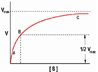 Şekil 1.1. Michaelis-Menten Grafiği. (Artan substrat konsantrasyonuna karşı hızdaki  değişim)