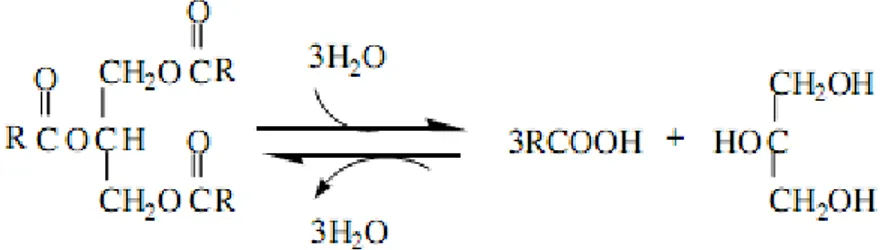 Şekil 1.6. Spesifik olmayan lipazların katalizledigi reaksiyonun denklemi (Telefoncu   1997) 